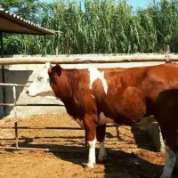 گاو گوساله سیمینتال|حیوانات مزرعه|سیمین شهر, |دیوار