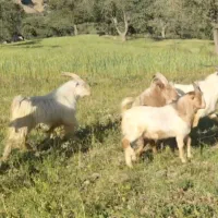 کهره نر|حیوانات مزرعه|یاسوج, |دیوار