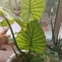گلباباآدم1متری