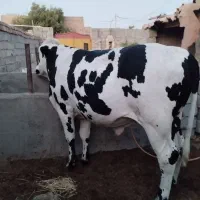 گوساله چاق