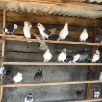 کبوتر|پرنده|کرج, گلدشت|دیوار