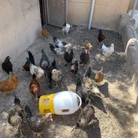 مرغ خروس ، و جوجه ۴ ماهه پیلیموت برهما جهاد