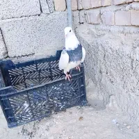 کربلایی ، طوقی، سینه ای، زاغ|پرنده|سراوان, |دیوار