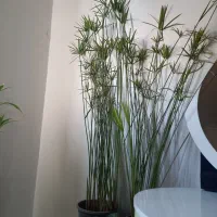 انواع گل و گیاه