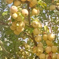 سیب زرد  رنگ دار بدون یک دونه خرابی|خوردنی و آشامیدنی|سیدان, |دیوار