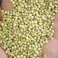 گشنیز خرمنکوبی ،پرس بادی، کمباینی