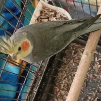 فروش ومعاوض|پرنده|بندرعباس, |دیوار