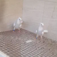 کفتر طوقی آبی