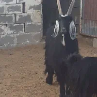 فروش چبیش نر تخمی|حیوانات مزرعه|پاسارگاد, |دیوار