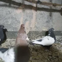 سینه ای|پرنده|لنجان, |دیوار