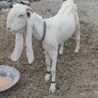 بز گلابوک