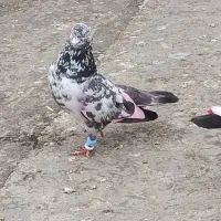 7عدد کبوتر زوردار ساعت سنگین