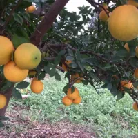 فروش میوه تامسون هر۲تن سردرختی تازه اسناندارد|خوردنی و آشامیدنی|ساری, |دیوار