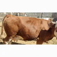 گاو سیمینتال