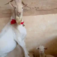 فروش بز سانن سویسی با شیر دهی بسیار بالا و زیبا|حیوانات مزرعه|جهرم, |دیوار