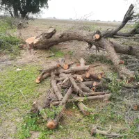 هرس و برش درخت به بالاترین قیمت بازدید رایگان|خدمات باغبانی و درختکاری|قم, بیست متری ولیعصر|دیوار