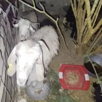 گوسفند|حیوانات مزرعه|ایرانشهر, |دیوار