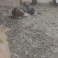 پرنده