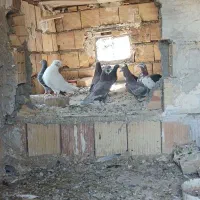 پرنده