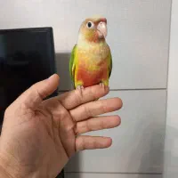 جوجه گرینچیک نر  ردچیک