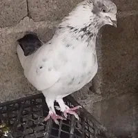 کبوتر پرشی جفت۲۵۰