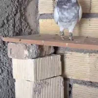 طوقی|پرنده|فارسان, |دیوار