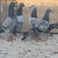 کبوتر پلاکی مسافتی وآلمانی وکارل میولمنز