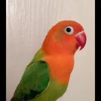 طوطی برزیلی ماده