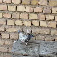 کبوتر ماده مصافتی|پرنده|سمیرم, |دیوار