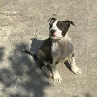 توله  سگ پیت بول درجه یک