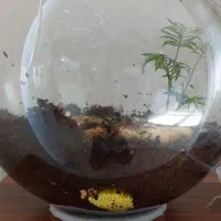 حلزون آچاتینا|خزنده|نجف‌آباد, مزرعه طالب|دیوار