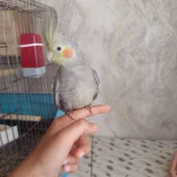 عروس هلندی نر
