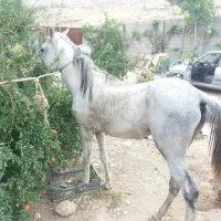 اسب نریون ذره شوری