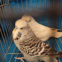 جفت مرغ عشق انگلیسی ۲۰۲۳|پرنده|بابل, |دیوار