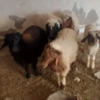 سوسنگرد ساحلی
