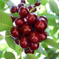نهال اصلاح شده پربار