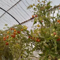 سازه های گلخانه|ماشین‌آلات صنعتی|بشاریات, |دیوار