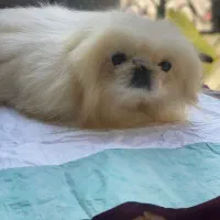 ‌یکینیز امپریال کیفیت عجوبه جوان جفت بیضه ۲۵|سگ|رشت, حمیدیان|دیوار