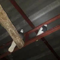 کبوتر|پرنده|دهدشت, |دیوار