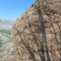 علف|لوازم جانبی حیوانات|ایواوغلی, |دیوار