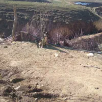 سگ سراب|سگ|سراجو, |دیوار