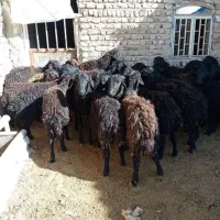 ۵ راس بره نر استخوان دار و کشیده