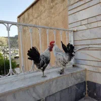 خروس جوان براکل