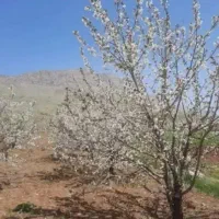 فروش-باغ-گیلاس-وگردو-درصحنه