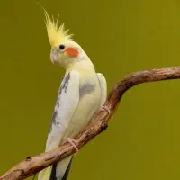 عروس هلندی پیدا شده