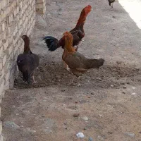 خروس لاری.  بشرط نسل.|حیوانات مزرعه|تربت جام, کشتارگاه|دیوار