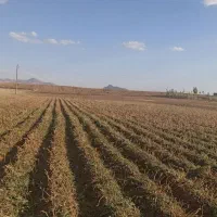 زمین کشاورزی