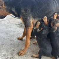 واگذاری توله میکس ژرمن دوبرمن