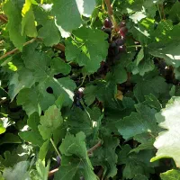 فروش باغ قره چمن قطعه هزار متری|فروش زمین و ملک کلنگی|شیراز, حومه شیراز|دیوار