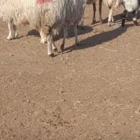 گوسفند میش زایده